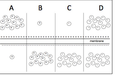 membrane + + + + + + + + + + + + + + + + + + + A