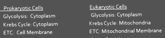 Prokaryotic Cells Glycolysis: Cytoplasm Krebs Cycle: Cytoplasm ETC: Cell Membrane Eukaryotic Cells Glycolysis: Cytoplasm Kreb