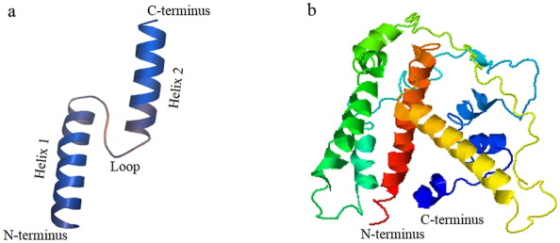 C-terminus bo Helix 2 Helix 1 Loop C-terminus N-terminus N-terminus