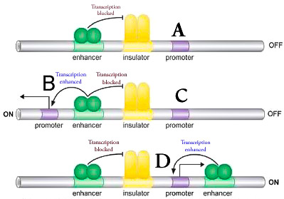 OFF enhancer insulator promoter R Transcripcion enhanced Transcription blocked ON OFF promoter enhancer insulator promoter Tr