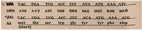 1. DOLA TAC TGA TCG ACC ccc ATA ATG AAA ATC mRNA AVG ACU AGC UGG GGG UU UAC uuu Wa& RNA UACUGA UCG ACCcccAUA AUG AAA AUG AA m