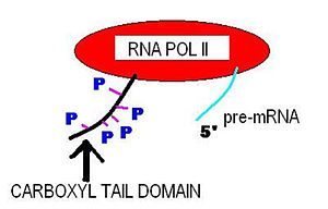 RNA POLII 5. pre-mRNA CARBOXYL TAIL DOMAIN