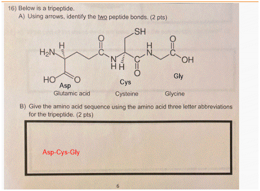 16) Below is a tripeptide. A) Using arrows, identify the two peptide bonds. (2 pts) SH O O = = 0 0 HÀNH Hн о Nc OH HOO Gly Cy