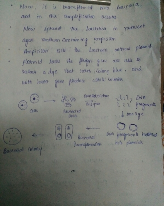 in thit ampa icatin acusa Keuhs Luattn with ㄧㄣ t 22 Co us ↓ Drauge. Bacterial Colm