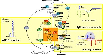 singular U SARNP U4U6 di O US CA Spliceosome assembly Us SnRNP recycling Spiceosome 2 Q Splicing catalysis
