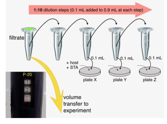 1:10 dilution steps (0.1 mL added to 0.9 mL at each step) filtrate 0.1 ml 0.1 mL 0.1 mL + host + STA P-20 plate X plate Y pla