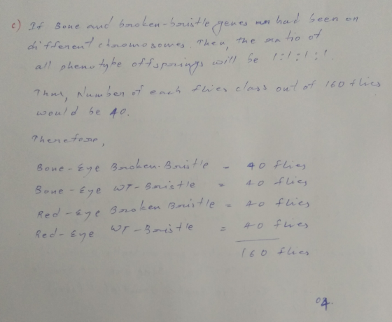 1 e c) If Bone and broken- borustle genes un had been on different chromosomes. Then the natio of all phenotybe offsprings wi