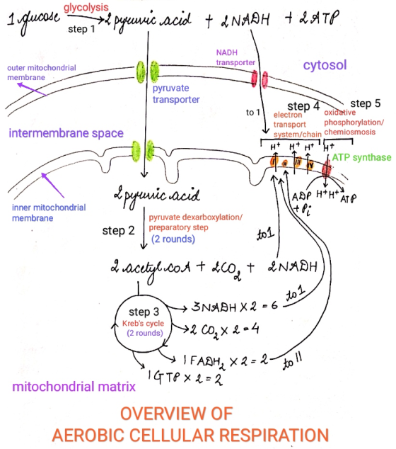 glycolysis 1 glucose step 772 pjuric acid + 2 NADH + 2ATP NADH transporter outer mitochondrial membrane cytosol pyruvate tran