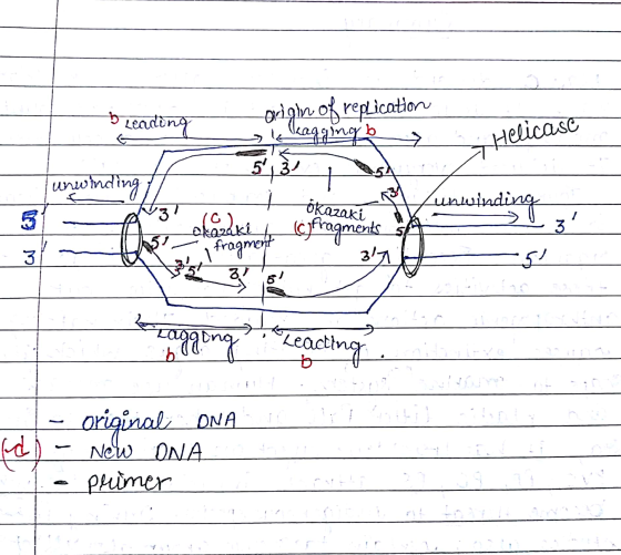 * Leading Helicase origin of replication kellagging b y 5, T ökazani na kunwinding U t a3 adaki i ökazaki. A fragments & Oka