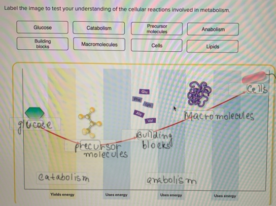 Label the image to test your understanding of the cellular reactions involved in metabolism. Glucose Catabolism Precursor mol
