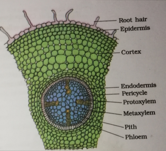 Root hair Epidermis Cortex Endodermis Pericycle Protoxylem Metaxylenm Pith Phloem