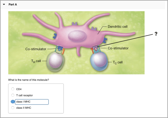 Part A Dendritic cell Co-stimulator Co-stimulator Th cell - Tc cell What is the name of this molecule? O CD4 O T cell recepto