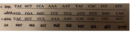 DINA. TAC GCT CCA AAA AAT TAC CAC CCC mRNAAUG CGA GGU UUU UUA AUG GUG GGG **RNA UAC GCU CCA AAA AAU UAC CAC CCC MA MET ARGGLY