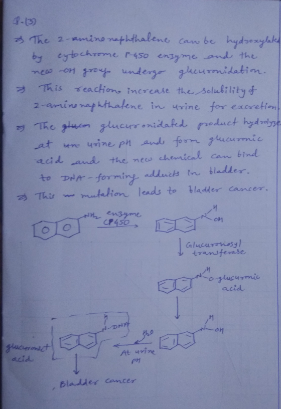 4-13) & The 2-amine naphthalene can be hydroxylated by cytochrome 2-450 enzyme and the new or group undergo gueuronidation. T
