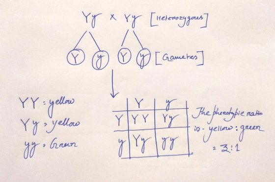 Yy x ry [retenozy gores ♡ ♡ [Gametes ry: yellow Y Y y = yellow gy, Green Yrrry The phenotypie neatic y Yyyy - yellow green 2