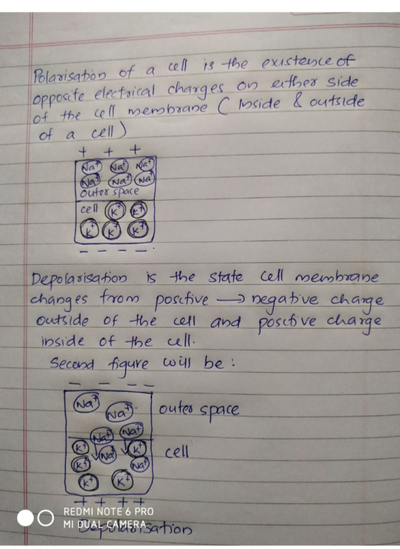 Blaaisahor of a cell is the opposefe efecfaical charq es, on-erH5CY Side of the Cell membaane ofacell exicteivie of . - outer