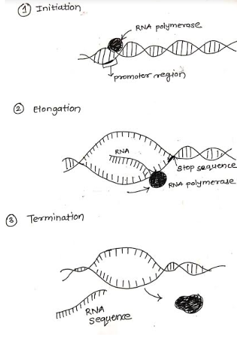 Initiation RNA polym RNA polymerase DXIMULTA promoter region Hongation TTTTTTTY stop sequence RNA polymerase Termination RNA