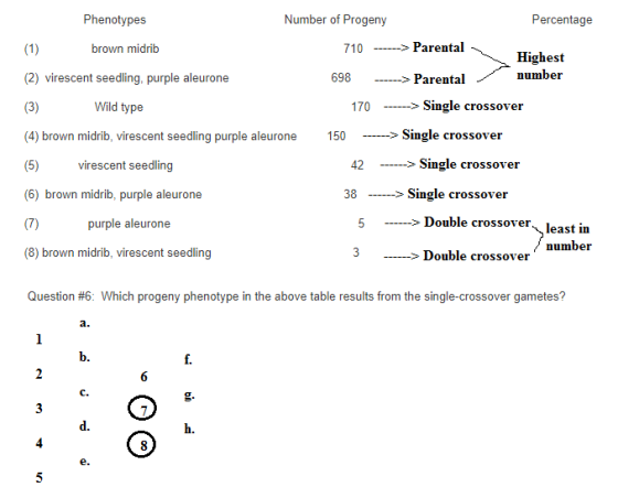 Phenotypes Number of Progeny Percentage brown midrib 710 Parental Highest (2) virescent seedling, purple aleurone 698 -- Pare