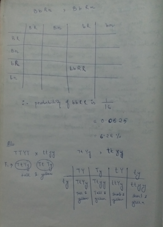 Bb R2 x B b Rre BRI BRI br 1 br. BR Br bR bb RR . probability of bb RR is to = 0.0625 = 6.25 % OL TTYY x ttyy Tty Fix Ttry (I