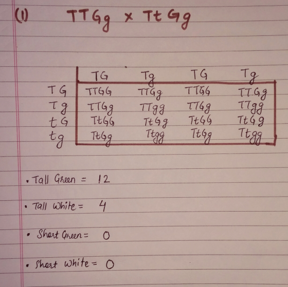 て21-TTag TT88一一て748-一-. TT88 Tall Green- 12 Tall White= 4 . Shart hite O