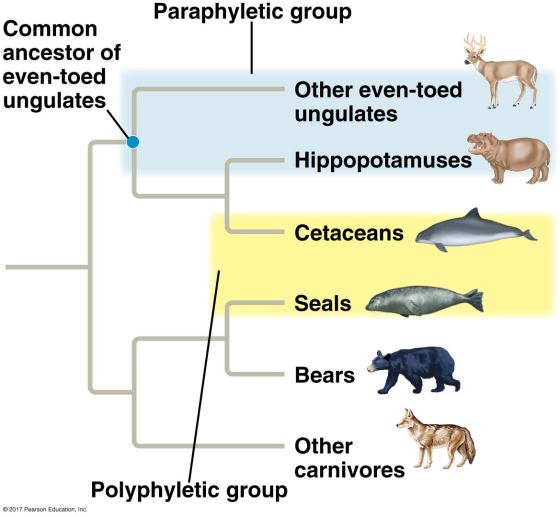Paraphyletic group Common ancestor of even-toed ungulates Other even-toed ungulates Hippopotamuses Cetaceans Seals Bears Bear