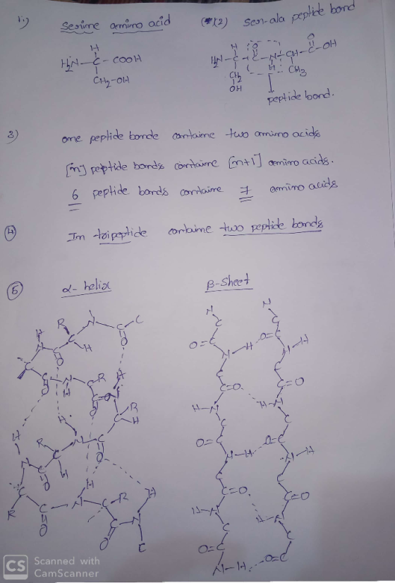 serime amino acid ($(2) sen-ala pentice N IN O MAG--OH Hin-c-cool CH₂-OH CH3 peptide bond. one peptide bonde containe two ami