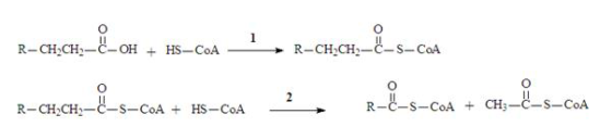 + R-CH,CH2-C-S-CoA R-CH;CH;- -OH HS-COA R-C-s-CoA + CH;-C-s-CoA R-CH,CH;-C-s-CoA + HS-CoA