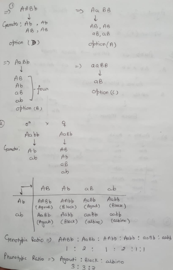 I AABB y A a BB Gamete, Ab , Ab AB, Ag AB, AB AB, AB option (A) option (D) =) Aa Bb aaBB AB aB Ab - four four aB option (C) ط