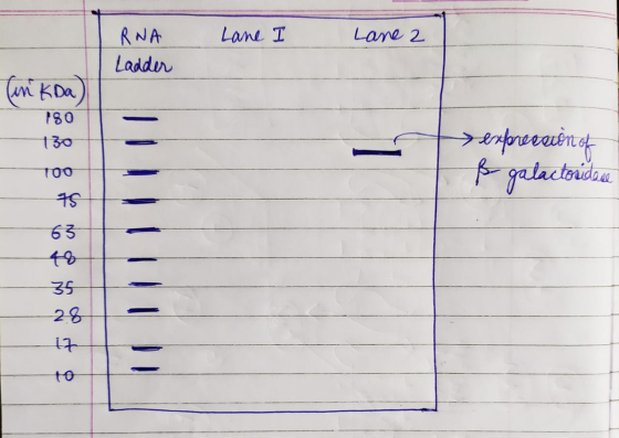 Lane I Lane 2 RNA Ladder (in kDa) 180 130 sexforecedent of ß galactoridade too 75 63 35 28 iz