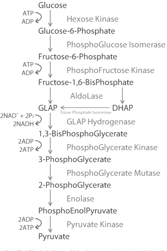 Glucose АТР АТР ADPZ | Hexose Kinase Glucose-6-Phosphate PhosphoGlucose Isomerase Fructose-6-Phosphate ADP PhosphoFructose Ki