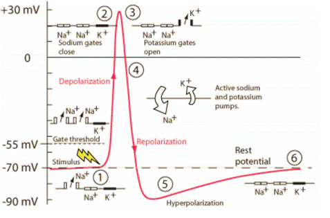 +30 mv Nat Nat K+ Sodium gates dose Nat Nat Potassium gates open Depolarization Active sodium and potassium pumps. Nat Nat K