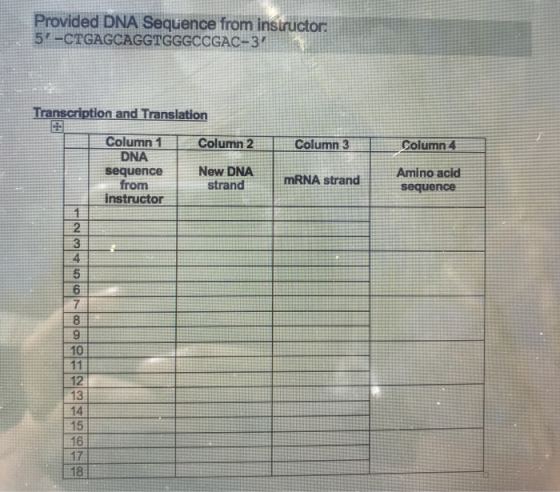 Provided DNA Sequence from instructor: 57-CTGAGCAGGTGGGCCGAC-3 Transcription and Translation Column 2 Column 31 Column 4 Colu