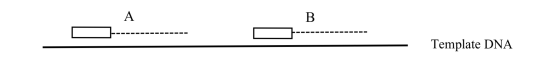 ---- Template DNA