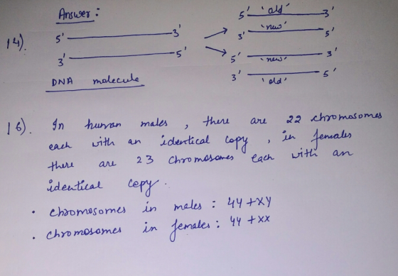 Answer: 5 old now 5- WW s 3 news old DNA molecule old 16). In human males , there are 22 chromosomes each with an id