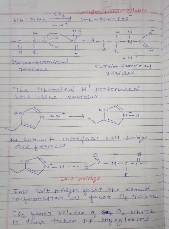 Carami noh Hb-Nit-co Hb - Nha 14+ ttt Amino-terminal residue. Carbim-termined residue. The liberated Ht protonate of hietidin