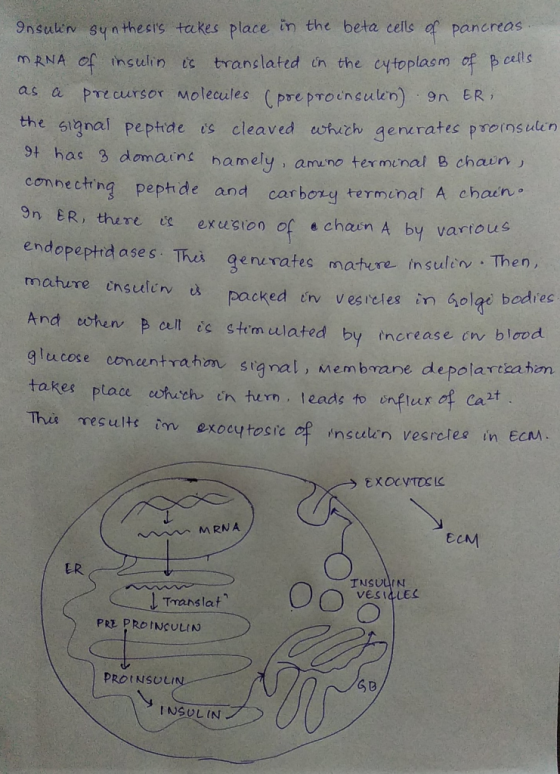 of 9nsulin syn thesis takes place in the beta cells pancreas MRNA of ihsulin tc translated in the cytoplasm of Bcells PTeerso