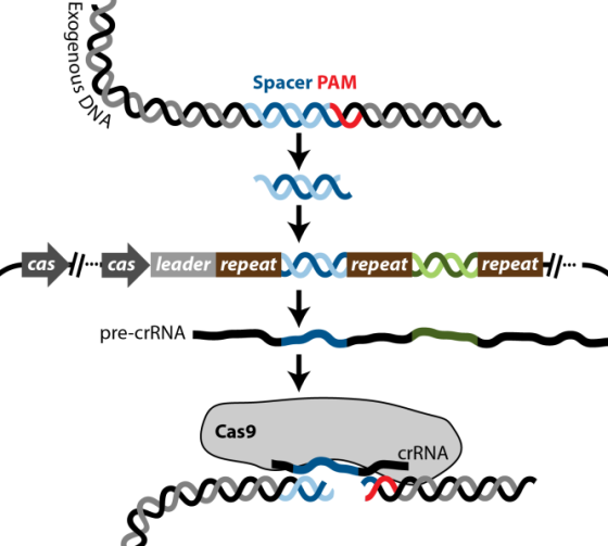 Exogenous Spacer PAM DNA 2000 vanaa + cas .cas leader repeaturepeat repeat -/--- pre-crRNA Cas9 CrRNA TUDO