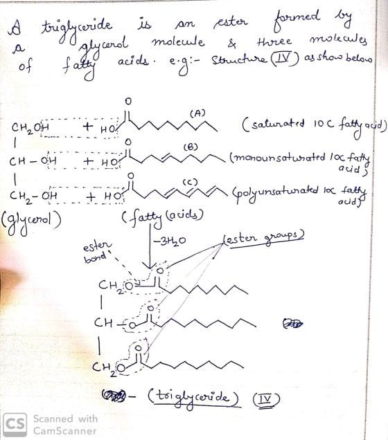 a triglyceride is an ester formed by a glycerol molecule & three molecules of fatty acids. e.g:- Structure (TV) as show below