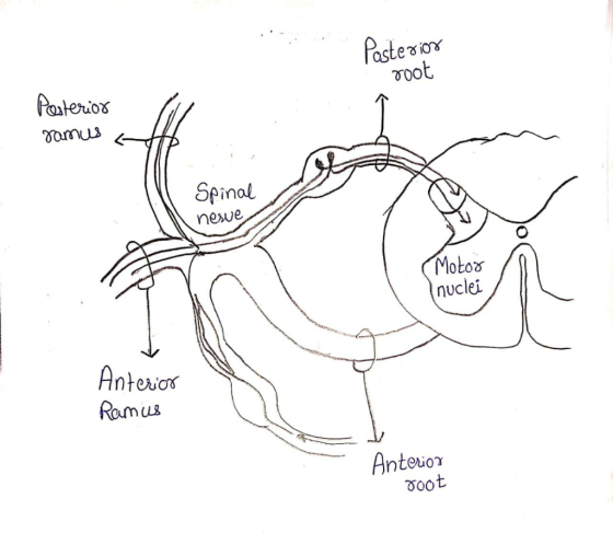 Posterior root Posterior ramus KB Spinal newe Motoo Inuclei Anterior Ramus Anterior root