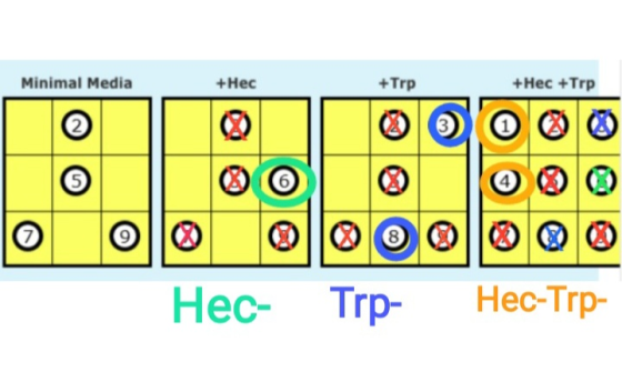 Minimal Media +Hec +Trp +Hec +Trp Hec- Trp- Hec-Trp-
