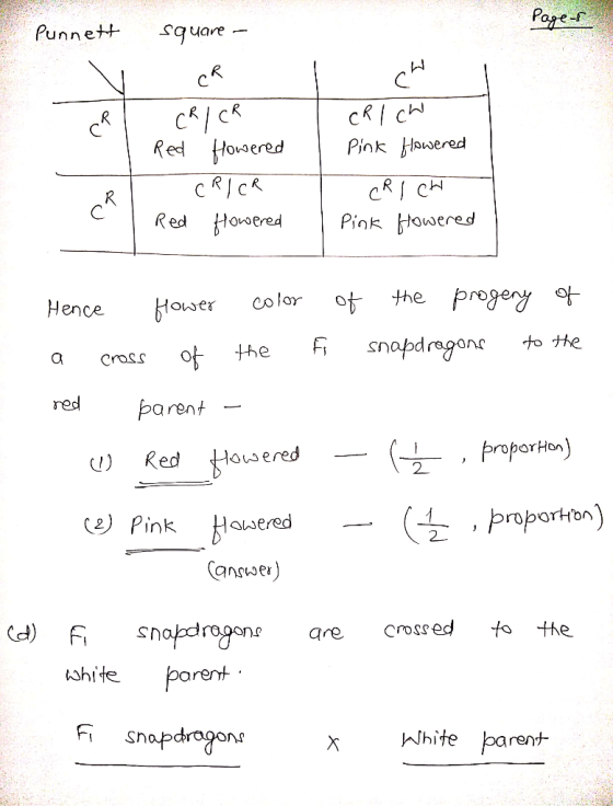Punne艹 .cquare- Red oe Pink ovaeresd Hence oer colorot the regery t Cross O red parent roborHon e) Pink wered answer) tshite