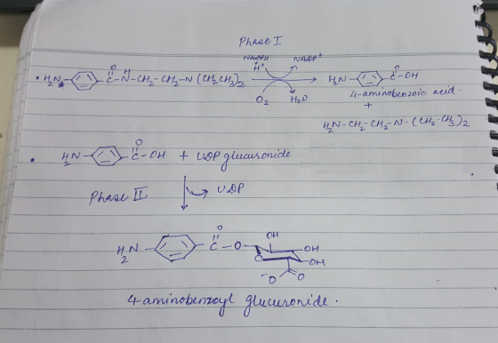 Phase NAOPA н — •HN D C-N-CH₂-CO-N (chchal NADpt. HN XE-OH H2O 4-aminobenzoic acid. + HIN-CH2 CH₂N-(CH₂ CH3)2 O₂ An é-oh + v