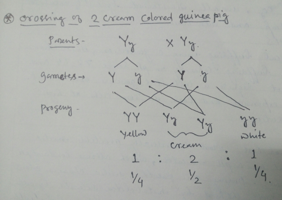 crossing of a cream Coloned guinea pig Parents. y X Yy. gametess Ý y yo Progeny - Yn YY Yellow White cream 1 : 2 ya ut