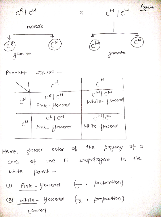 C/C easlS Cm-ete mete Punne square Pink - Hosered White- Hoerd Hence, oser color the pgeny ot a Crocs white rent in oered pro