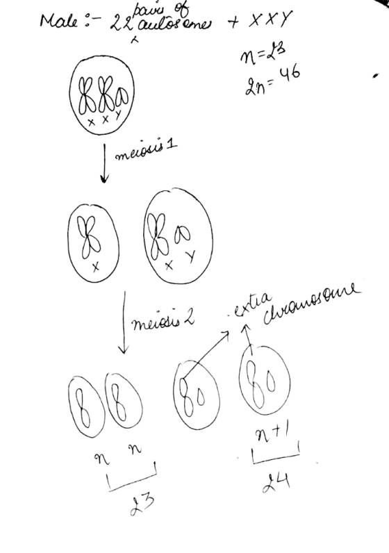 Mal pairs of 22 Guloseme t XXY n=23 00 2n=46 wa х ху meiosis 1 .exe menesis 2 extra an Clvamosoure 27 ปี 1 . L 24