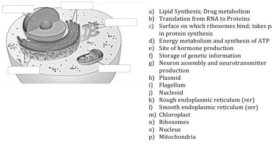 a) Lipid Synthesis; Drug metabolism b) Translation from RNA to Proteins c) Surface on which ribosomes bind; takes p. in protein synthesis d) Energy metabolism and synthesis of ATP e) Site of hormone production f) Storage of genetic information g) Neuron assembly and neurotransmitter production h) Plasmid i) Flagellum j) Nucleoid k) Rough endoplasmic reticulum (rer) 1) Smooth endoplasmic reticulum (ser) m) Chloroplast n) Ribosomes 0) Nucleus p) Mitochondria