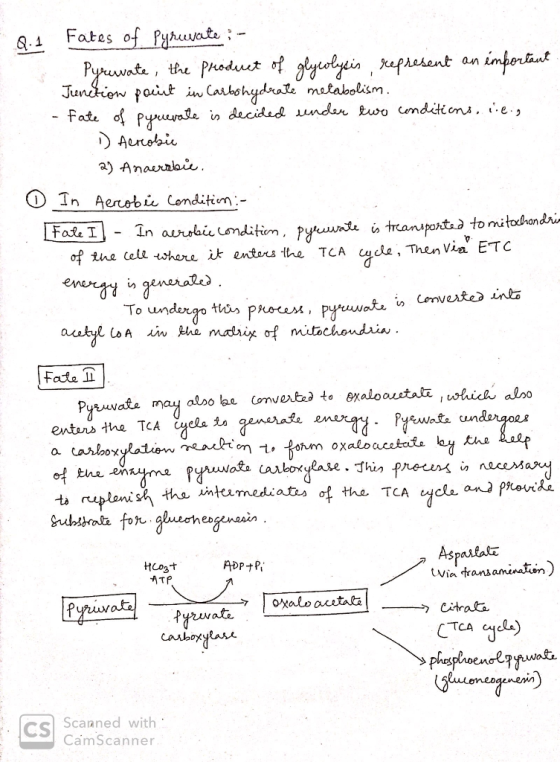 9.1 Fates of Pyruvate : - Pyruvate, the product of glycolysis represent an important Junction point in Carbohydrate metabolis
