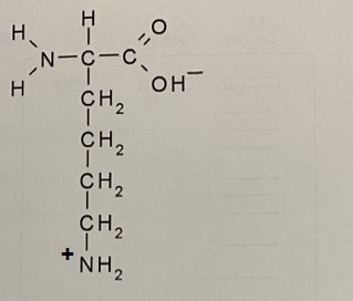 Ι N-C-C Ι но CH? CH, +NH,