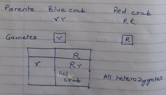 parents. Blue crab Red crabe RR Gametes r Rr Red Allheterozygotes Crab