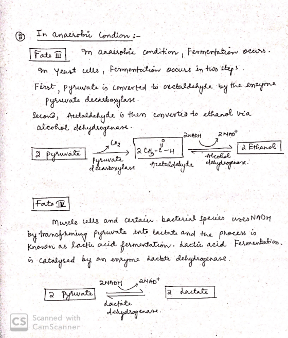 Fate in cells, ferment @ In anaerobi Condion :- Fate m m anaerobic condition, Fermentation occurs. on yeast cells, fermentati